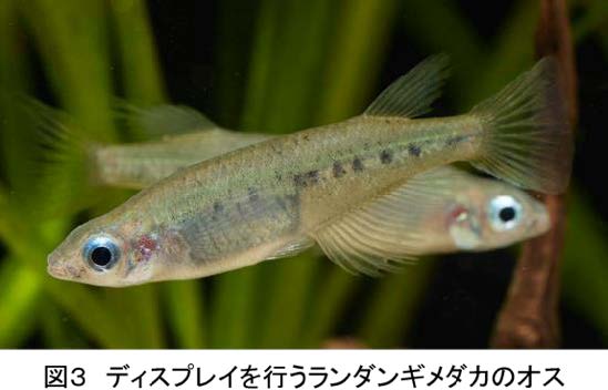 メダカの“ホットスポット”インドネシアで河川性の新種を発見 | 研究